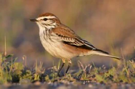 Rusty-backed Monjita. Puerto Madryn, Chubut, Argentina