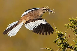 White-banded Mockingbird. Puerto Madryn, Chubut, Argentina