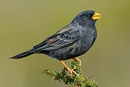 Carbonated Sierra Finch, endemic species. Puerto Madryn, Chubut, Argentina