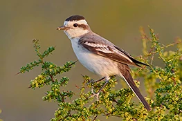 Black-crowned Monjita. Puerto Madryn, Chubut, Argentina