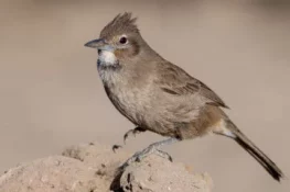 White-throated Cacholote, endemic species. Puerto Madryn, Chubut, Argentina