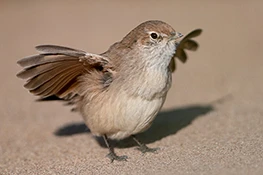 Sandy Gallito, endemic species. Puerto Madryn, Chubut, Argentina