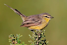 Greater Wagtail-tyrant. Puerto Madryn, Chubut, Argentina