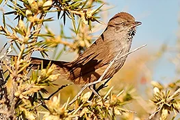 Patagonian Canastero, endemic species. Puerto Madryn, Chubut, Argentina