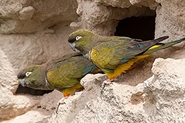 Burrowing Parakeet. Puerto Madryn, Chubut, Argentina