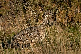 Elegant Crested-tinamou. Puerto Madryn, Chubut, Argentina