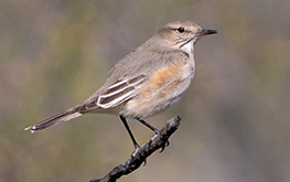 Lesser Shrike-tyrant. Puerto Madryn, Chubut, Argentina