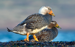 White-headed Steamer-duck, endemic species. Puerto Madryn, Chubut, Argentina