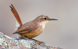 Band-tailed Earthcreeper. Puerto Madryn, Chubut, Argentina