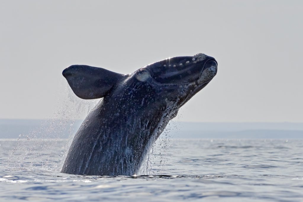 Whale Watching in Peninsula Valdés - Southern Right Whale Tour